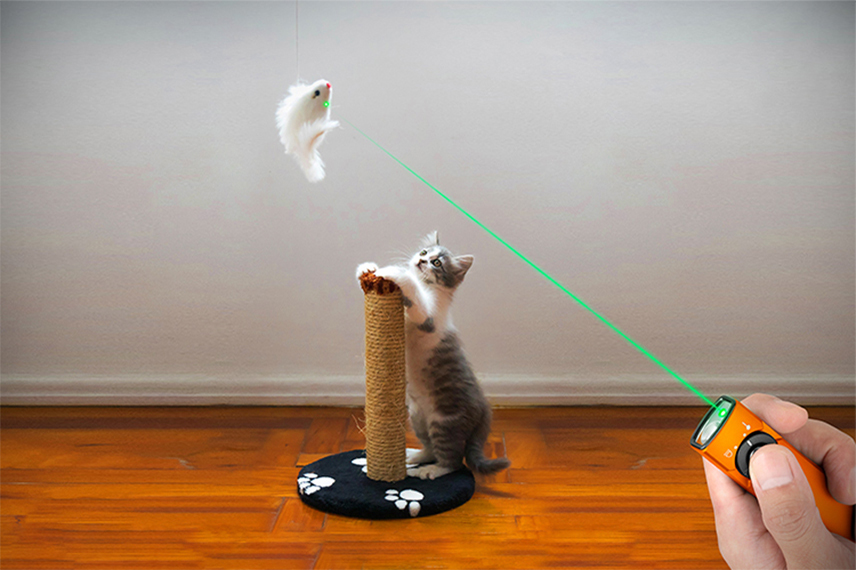 Arkfeld's green laser can be used to play with pets